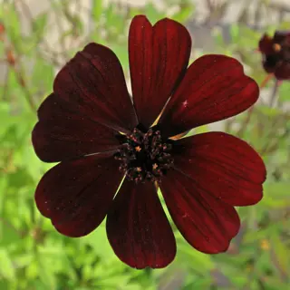 close-up of a single chocolate cosmos flower with deep burgundy petals and a dark central disc, surrounded by green foliage