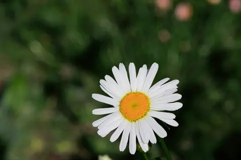 close-up of a single chrysanthemum daisy with white petals and yellow center against blurred green background