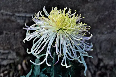 close-up of a spider chrysanthemum bloom with white and yellow petals against a stone wall background