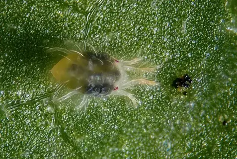 close-up of a strawberry spider mite on a plant leaf surface
