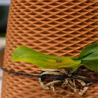 close-up of a terracotta self-watering pot with a small plant
