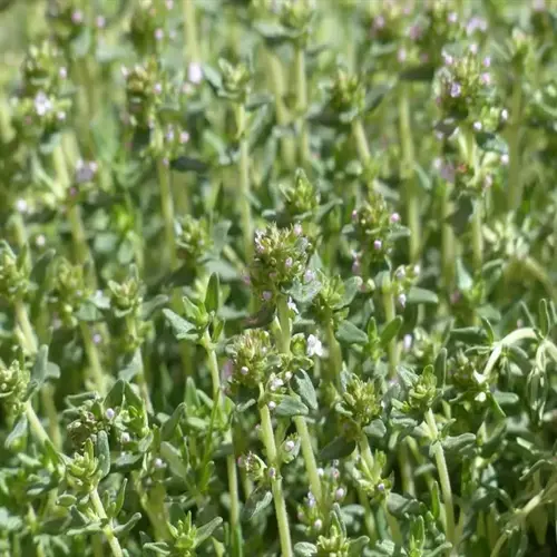 close-up of a thyme herb garden with small green leaves and purple flowers