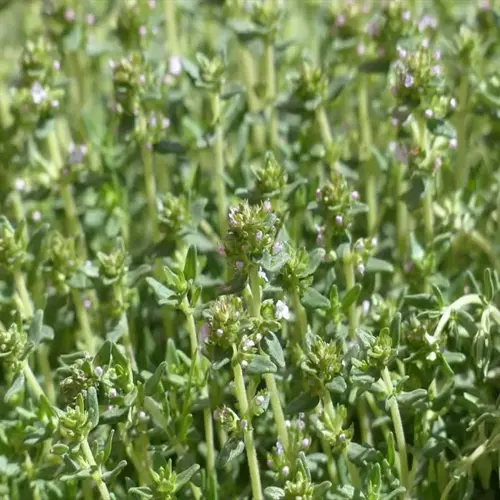 close-up of a thyme plant garden featuring green foliage and tiny purple flowers