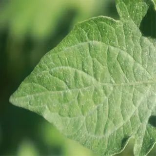 close-up of a tomato plant leaf showing spider mite damage