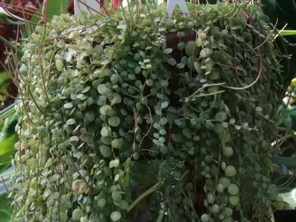 close-up of a trailing string of turtles plant with patterned round leaves on thin stems