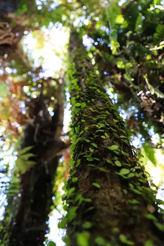 close-up of a tree trunk covered with icee blue juniper groundcover in a sunlit forest
