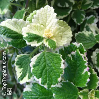 close-up of a variegated horehound herb plant with green-and-white patterned leaves. watermarked ©toptropicals.com