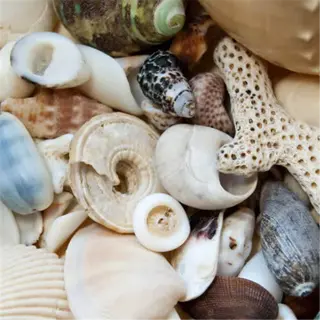 close-up of a variety of seashells, indicating a shelling collection