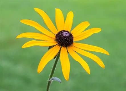 close-up of a vibrant goldsturm rudbeckia flower with golden-yellow petals and dark central cone against blurred green foliage