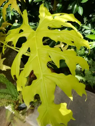 close-up of a vibrant green philodendron selloum tropical leaf with deeply lobed leaflets