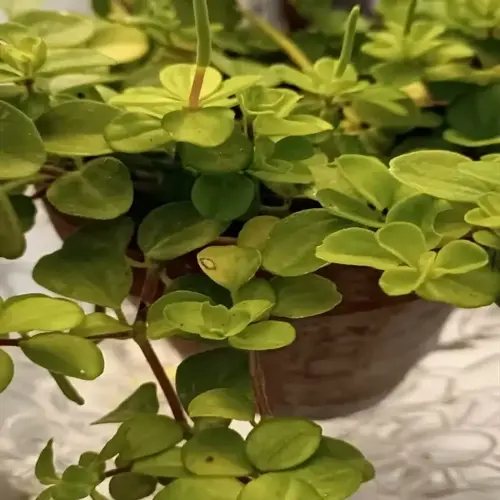 close-up of a vibrant peperomia plant collection in a terracotta pot, showcasing small rounded green leaves and delicate stems
