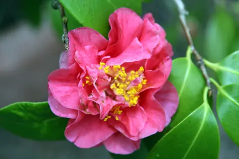 close-up of a vibrant pink camellia nuccio's gem flower with yellow stamens surrounded by glossy green leaves