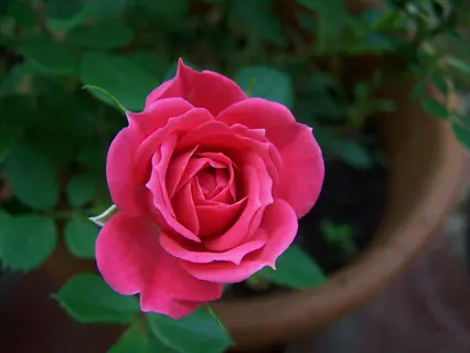 close-up of a vibrant pink miniature rose plant blooming in a clay pot