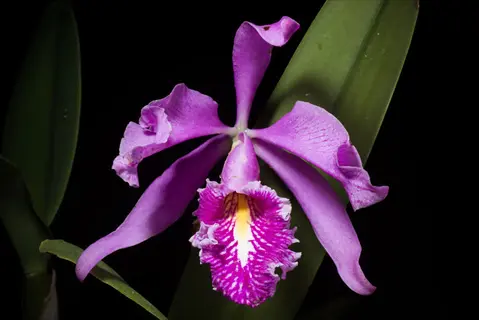 close-up of a vibrant purple cattleya orchid flower with ruffled petals