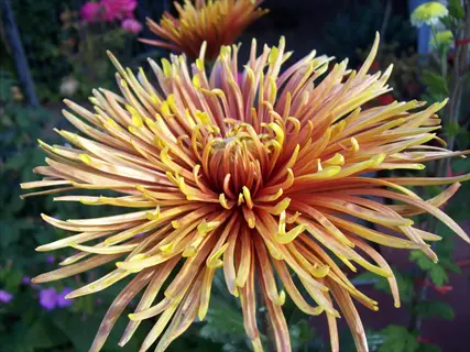 close-up of a vibrant quill chrysanthemum with long, spiky orange-yellow petals blooming outdoors