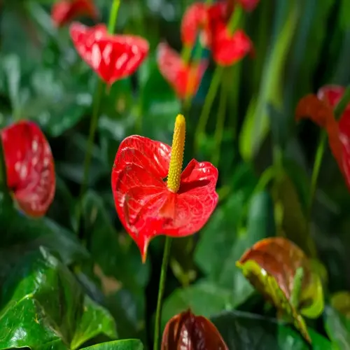 close-up of a vibrant red anthurium plant blooming with yellow spadix and green foliage background