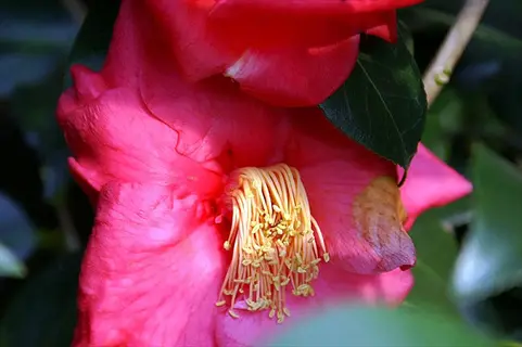 close-up of a vibrant red camellia lady clare flower with golden stamens and glossy green leaves
