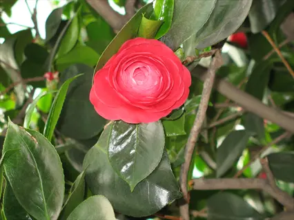 close-up of a vibrant red camellia mathotiana flower surrounded by glossy green leaves