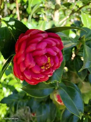 close-up of a vibrant red camellia sasanqua flower with layered petals and yellow stamens, surrounded by glossy green leaves