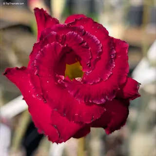 close-up of a vibrant red chansonette camellia bloom with dewdrops on petals and yellow center against blurred greenery