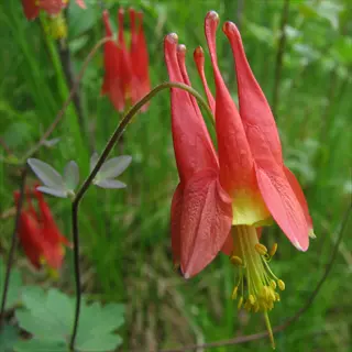 close-up of a vibrant red columbine wildflower with delicate petals and yellow stamens in a natural green background