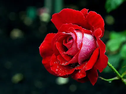 close-up of a vibrant red hybrid tea rose with water droplets on layered petals