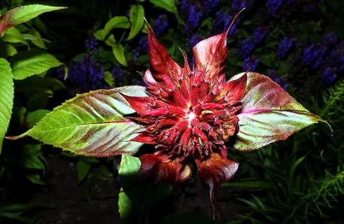 close-up of a vibrant scarlet bee balm red flower with distinctive pointed petals and green foliage