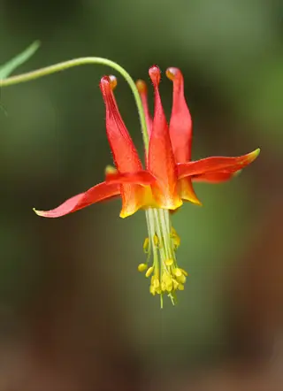 close-up of a western columbine wildflower with distinctive red and yellow petals and long spurs