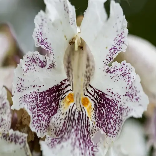 close-up of a white and purple catalpa tree blooming with yellow markings