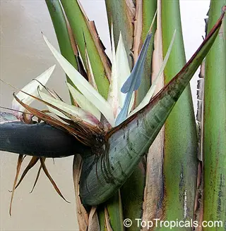 close-up of a white bird of paradise plant (strelitzia nicolai) with large white flower and green leaves