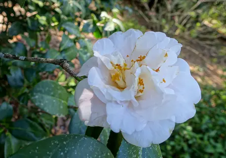 close-up of a white camellia betty flower with yellow stamens, growing on a branch with green leaves
