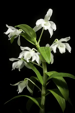 close-up of a white dendrobium orchid plant with multiple blooms and lush green leaves