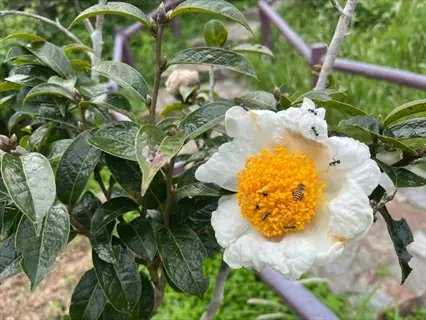 close-up of a white dove camellia flower with vibrant yellow center, surrounded by dark green leaves, featuring bees and ants