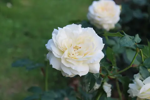close-up of a white floribunda rose cluster blooming amidst green foliage