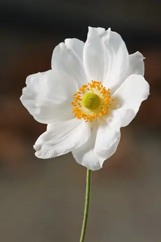 close-up of a white japanese anemone flower with yellow center and green stem against blurred background
