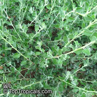 close-up of a white sage plant (salvia apiana) with dense silvery-green foliage. watermarked 'mr ©toptropicals.com'