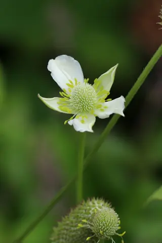close-up of a wild swan anemone bloom with white petals and green center against blurred foliage