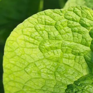 close-up of a wrinkled green plant leaf