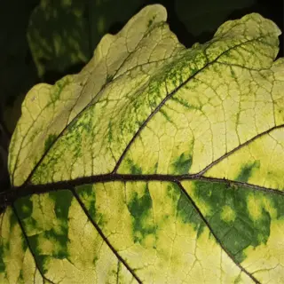 close-up of a yellowing leaf with green spots
