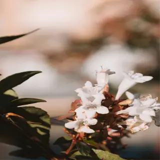 close-up of abelia shrub with delicate white flowers and green foliage