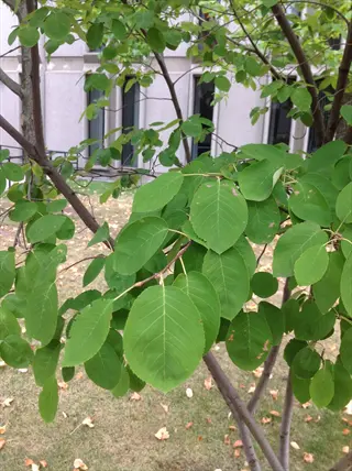 close-up of allegheny serviceberry leaves with serrated edges on tree branches near a building