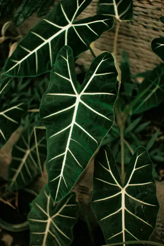 close-up of alocasia frydek leaves with dark green foliage and striking white veins