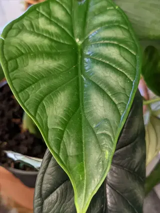 close-up of alocasia silver dragon plant leaf showing distinctive green veins with silver sheen