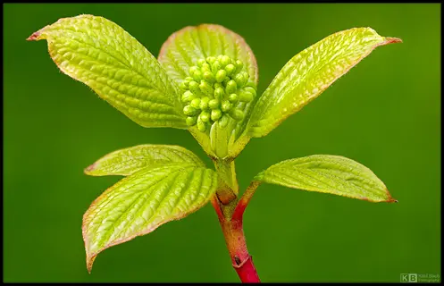 close-up of amur privet hedge foliage with vibrant green leaves and budding flower clusters against blurred green background