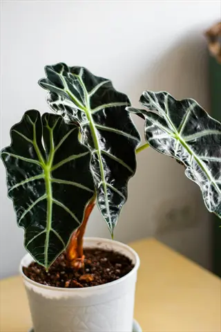 close-up of an alocasia polly plant in a white pot on a wooden table