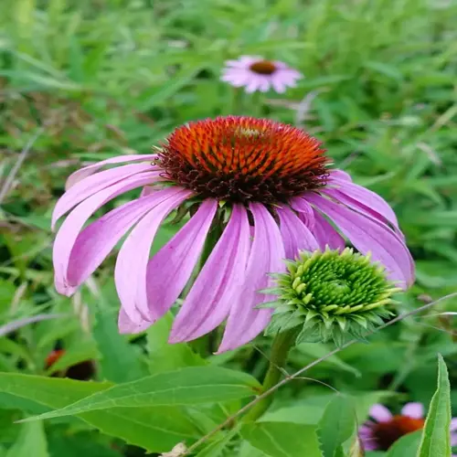 close-up of an echinacea purpurea bloom with bud among green foliage