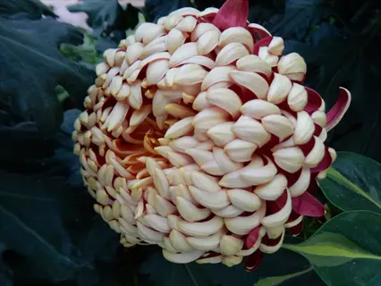 close-up of an irregular incurve chrysanthemum with layered cream and burgundy petals amidst green foliage