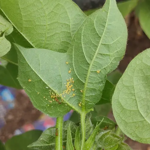 close-up of aphids on a green plant leaf
