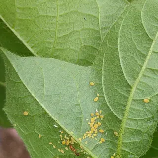 close-up of aphids on green leaf