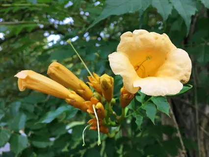 close-up of apricot trumpet vine flowers with vibrant orange blooms among lush green foliage